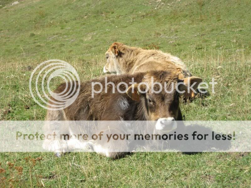 Photo Sharing and Video Hosting at Photobucket