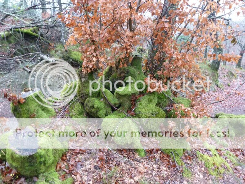 Photo Sharing and otobucVideo Hosting at Phket
