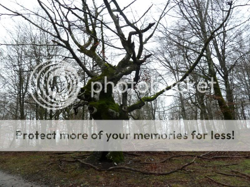 Photo Sharing and otobucVideo Hosting at Phket