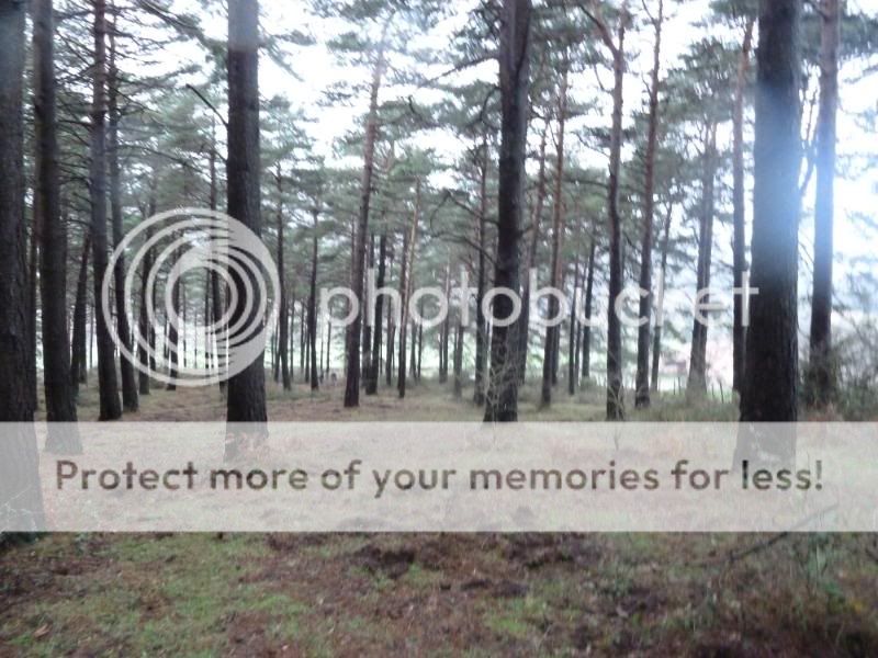 Photo Sharing and otobucVideo Hosting at Phket