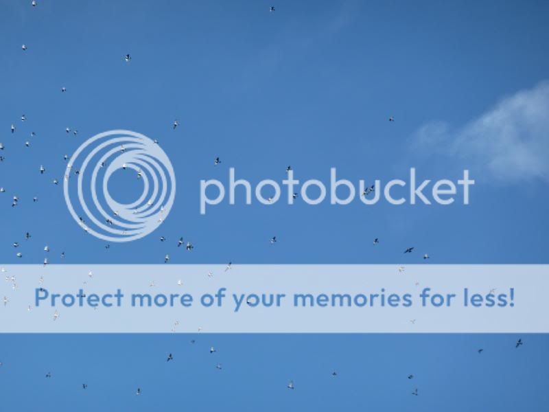 Photo Sharing and otobucVideo Hosting at Phket