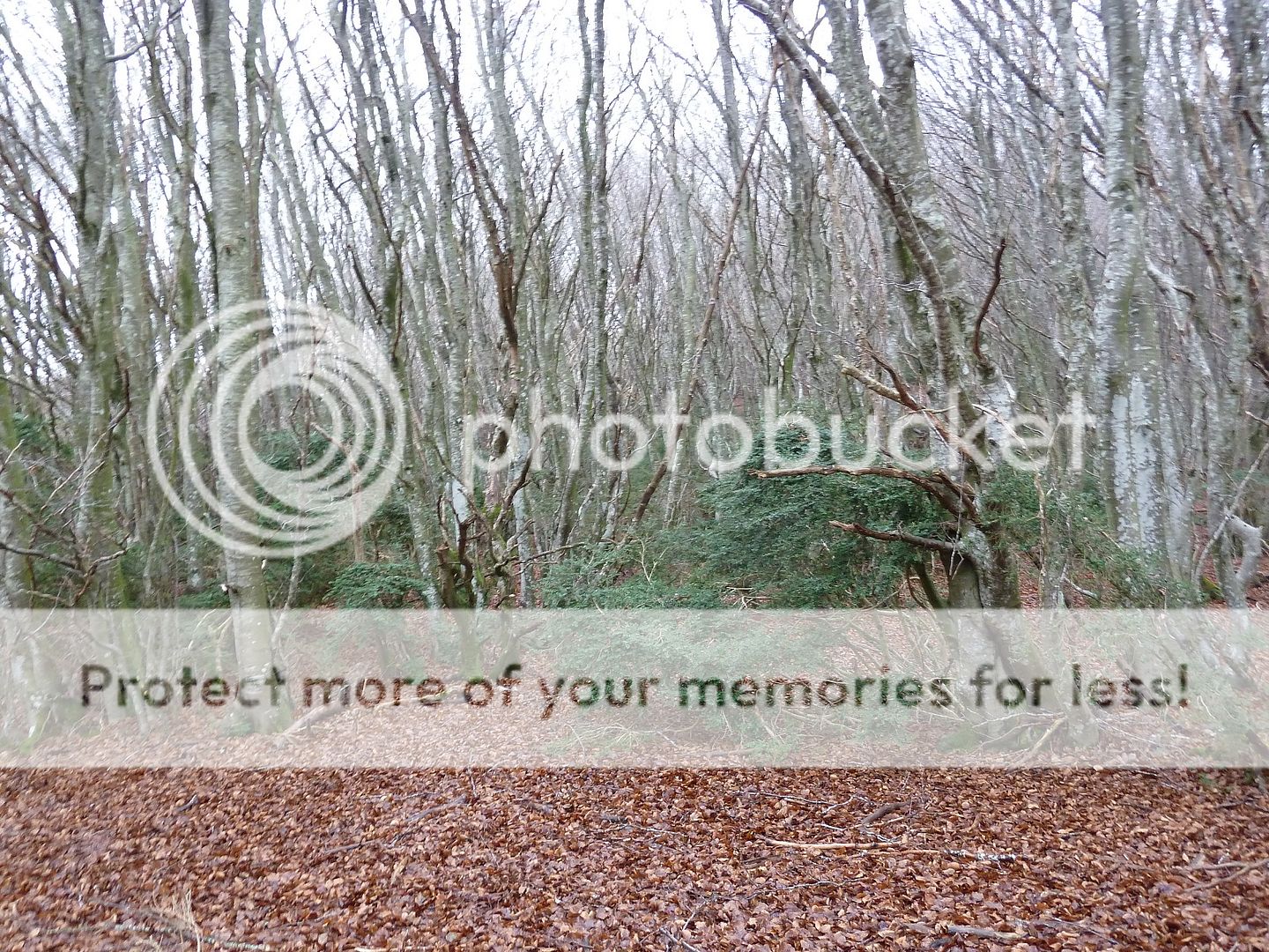 Photo Sharing and Video Hosting at Photobucket