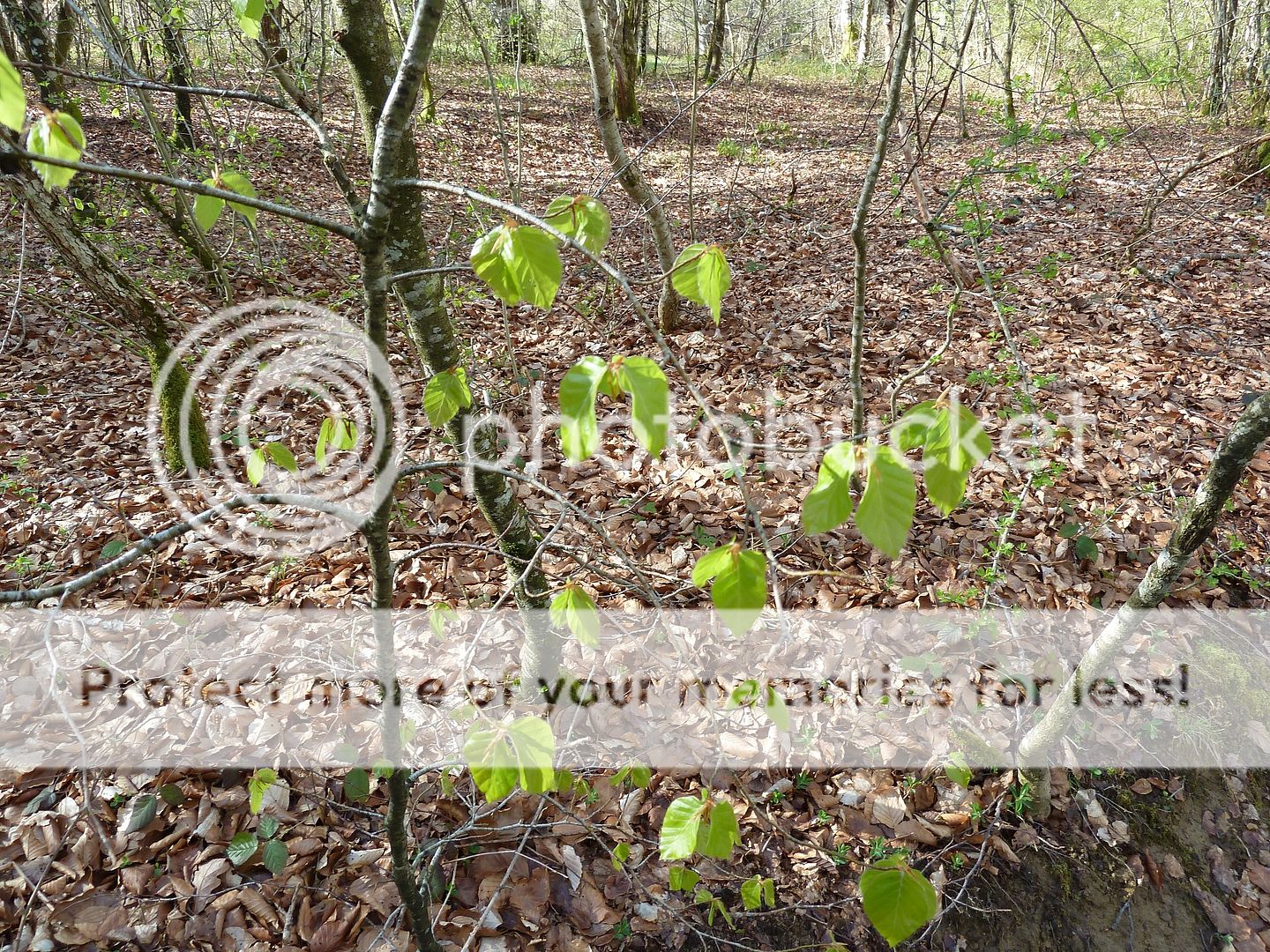 Photo Sharing and Video Hosting at Photobucket
