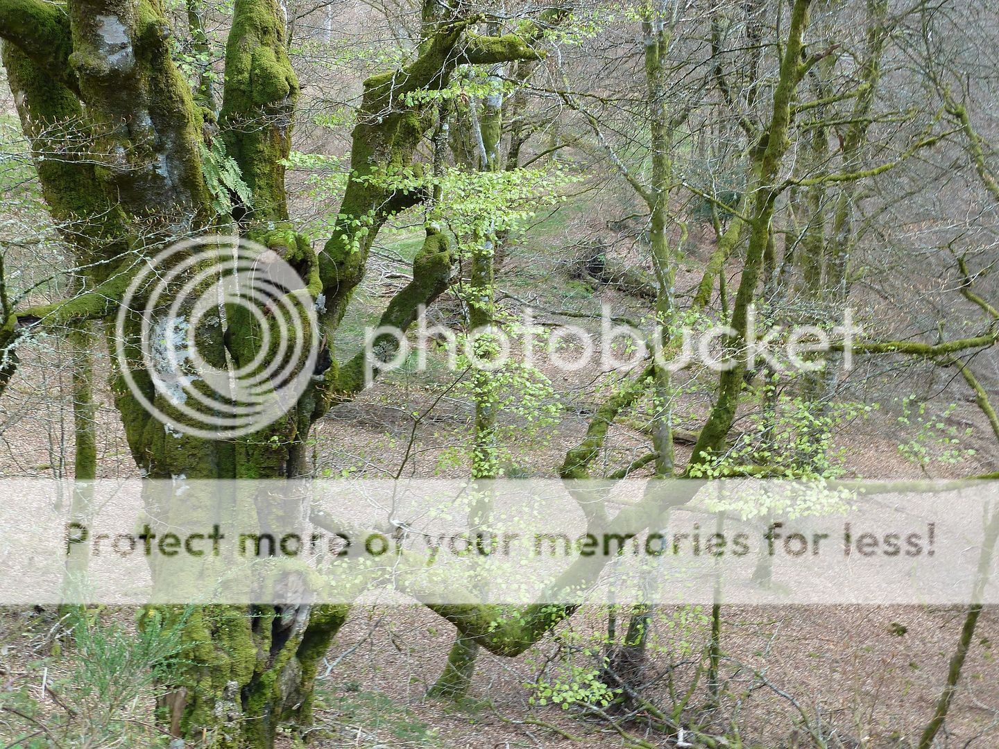 Photo Sharing and Video Hosting at Photobucket