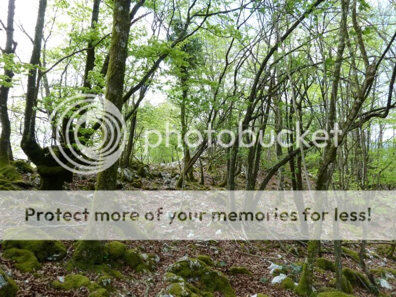 Photo Sharing and otobucVideo Hosting at Phket