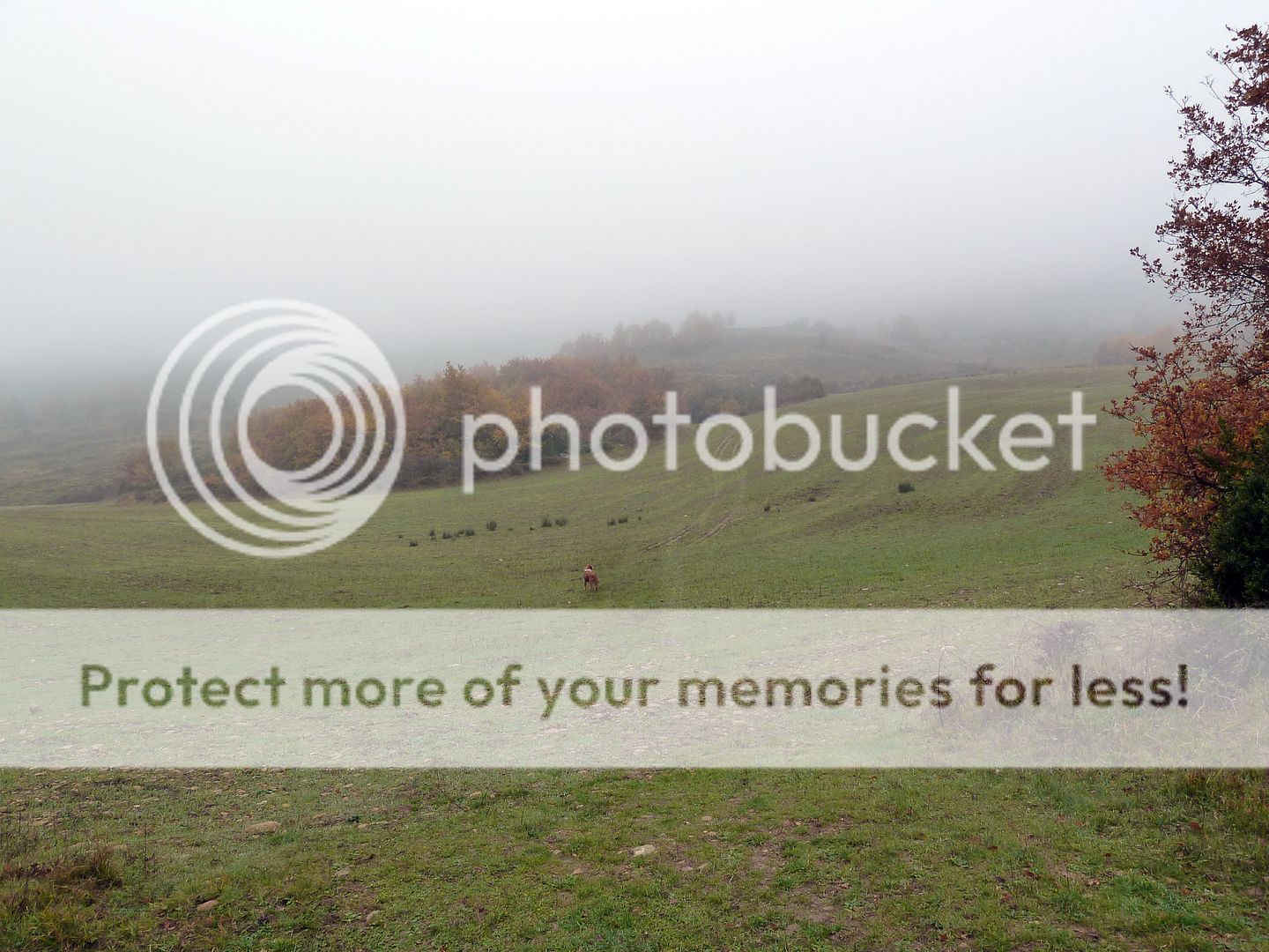 Photo Sharing and Video Hosting at Photobucket