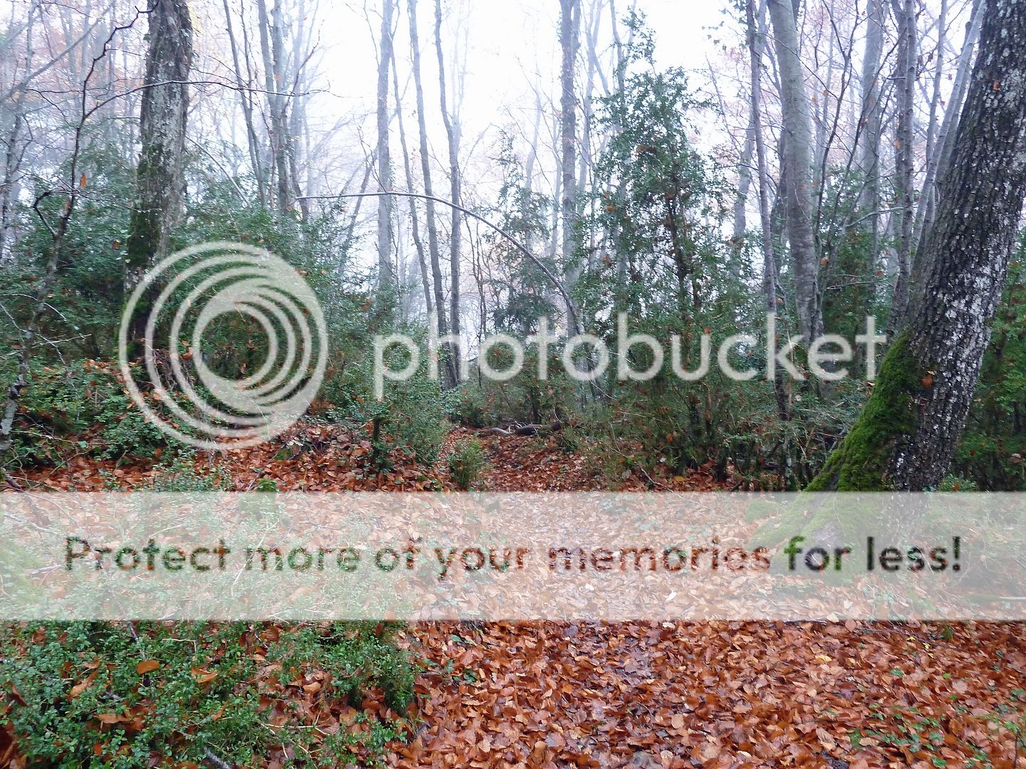 Photo Sharing and Video Hosting at Photobucket