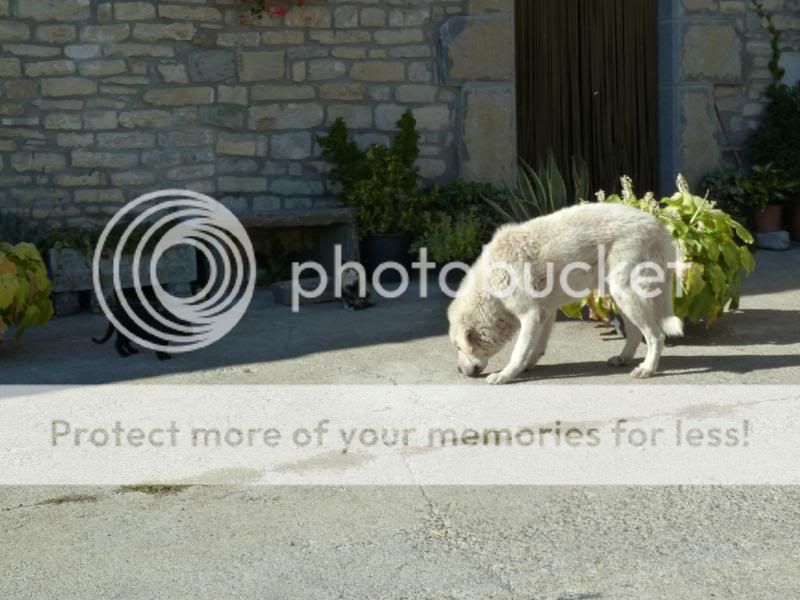 Photo Sharing and Video Hosting at Photobucket