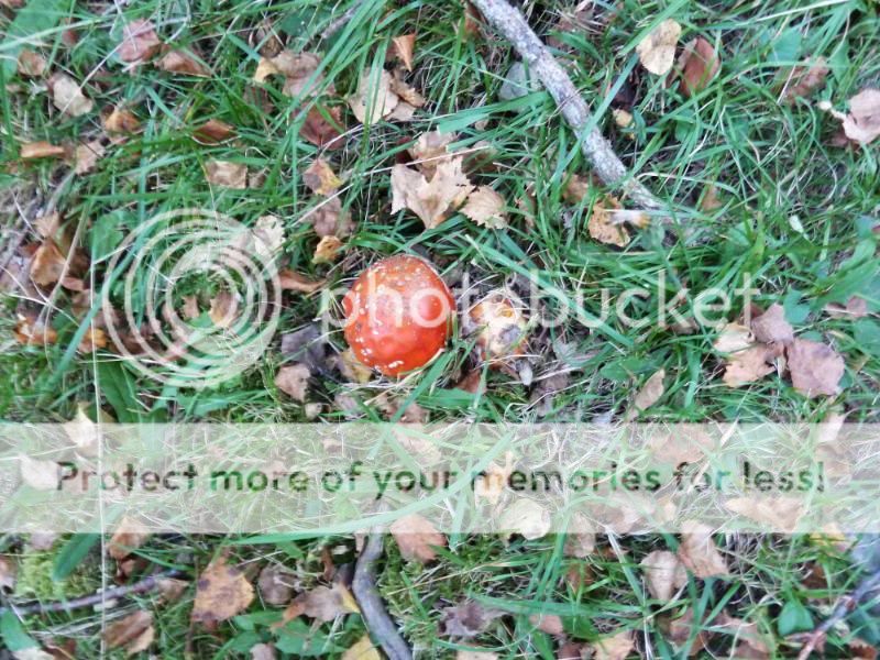 Photo Sharing and otobucVideo Hosting at Phket
