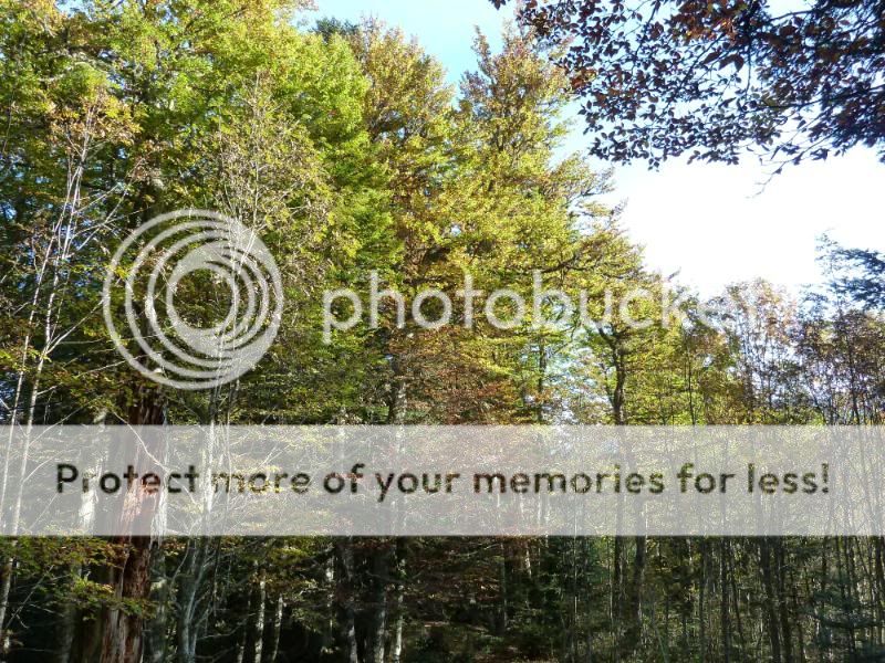 Photo Sharing and otobucVideo Hosting at Phket