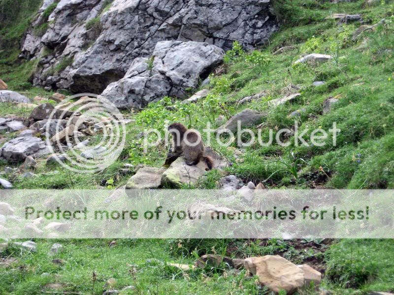 Photo Sharing and Video Hosting at Photobucket