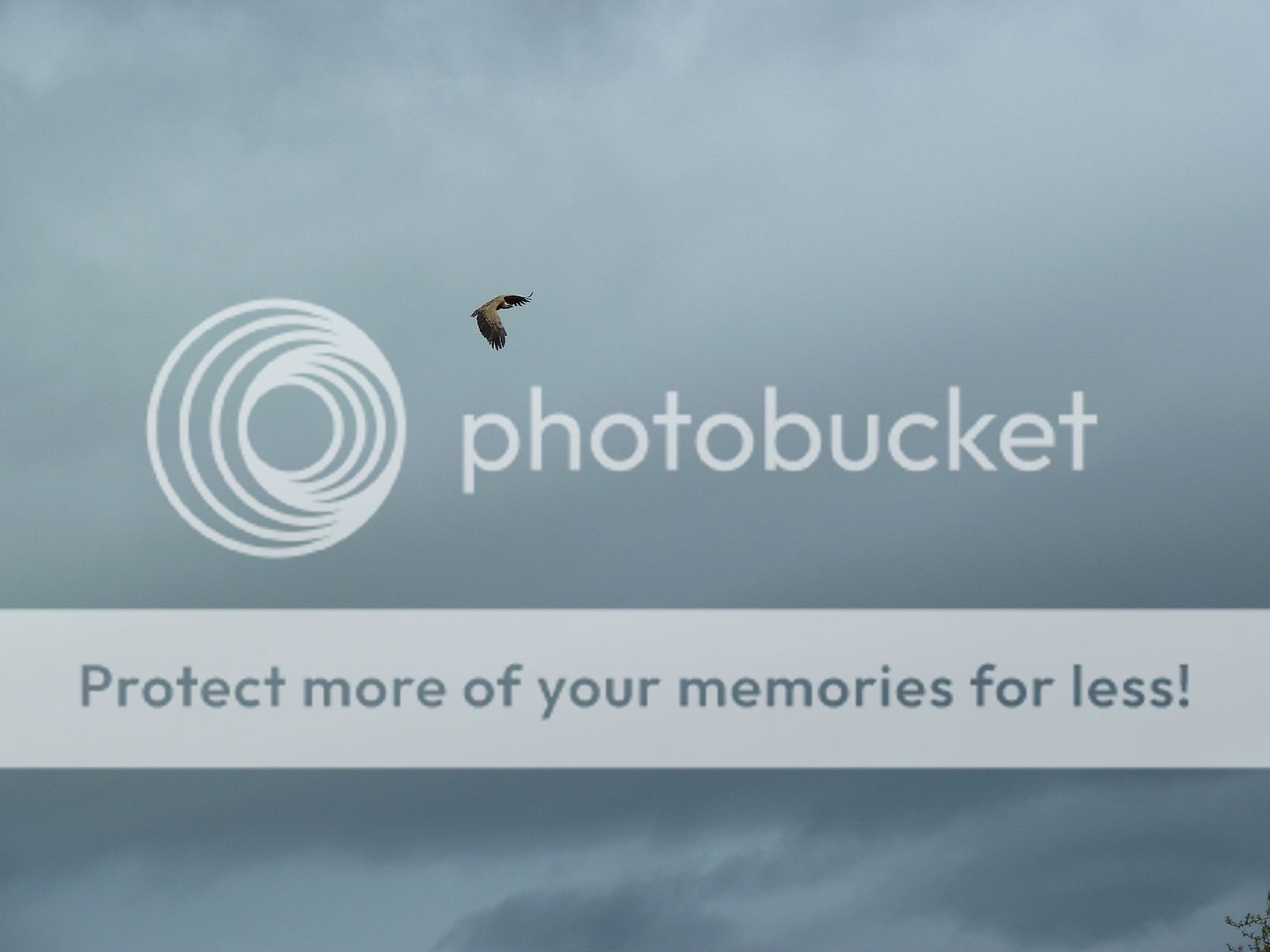 Photo Sharing and Video Hosting at Photobucket