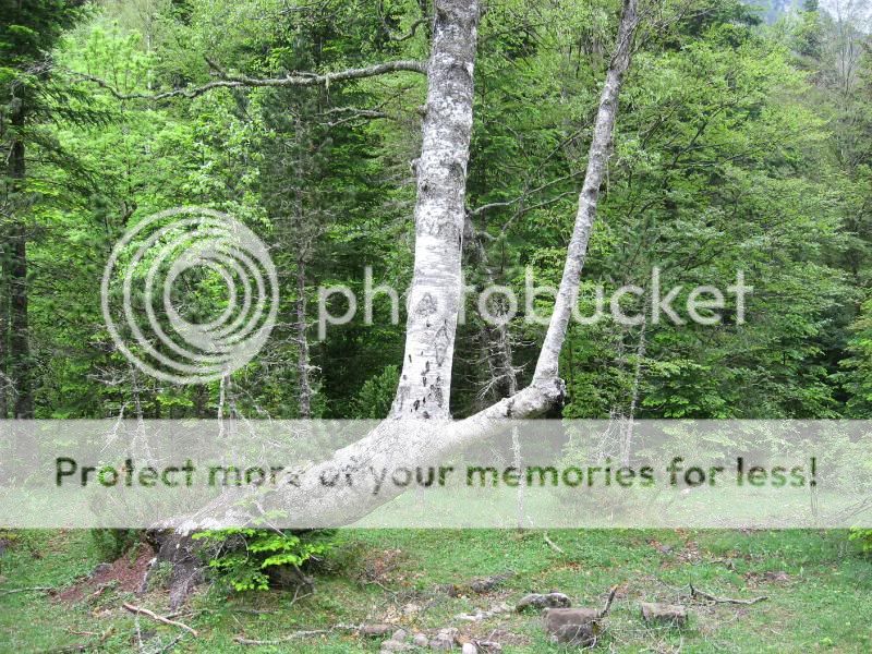 Photo Sharing and Video Hosting at Photobucket