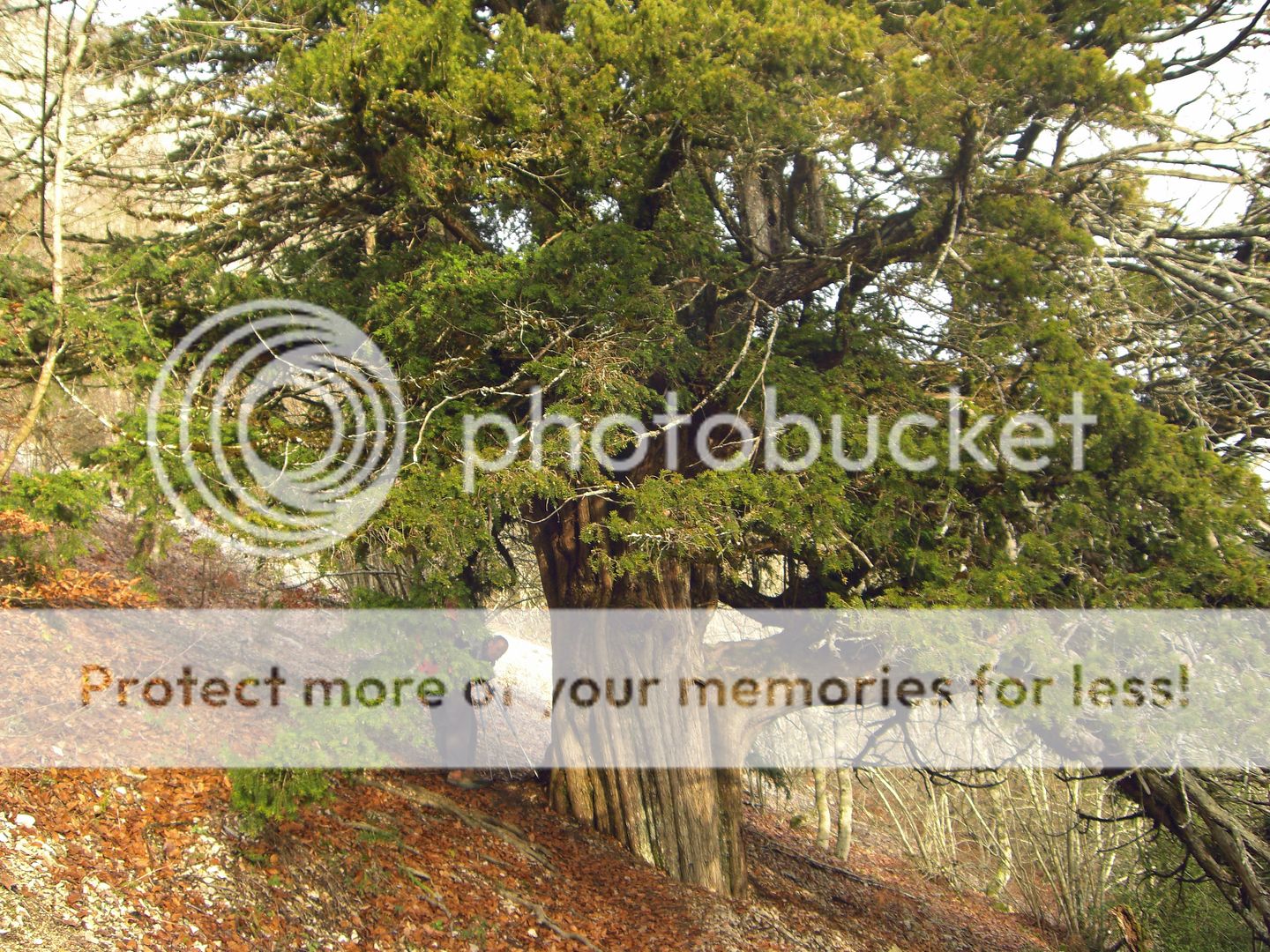Photo Sharing and Video Hosting at Photobucket
