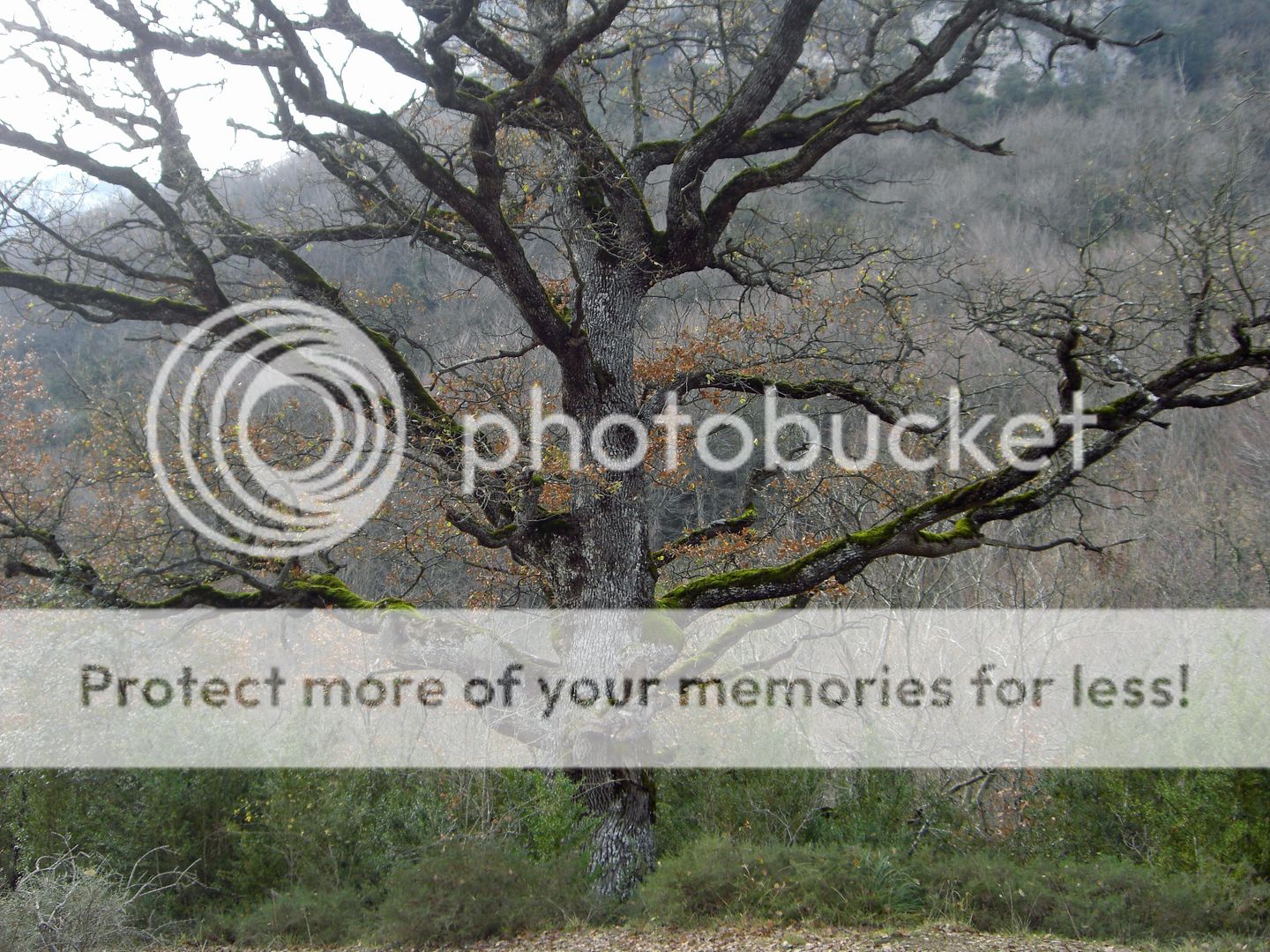 Photo Sharing and Video Hosting at Photobucket