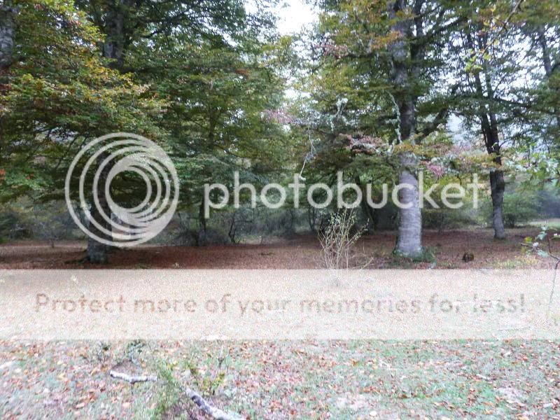 Photo Sharing and otobucVideo Hosting at Phket