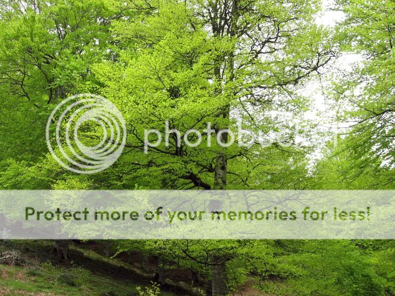 Photo Sharing and Video Hosting at Photobucket