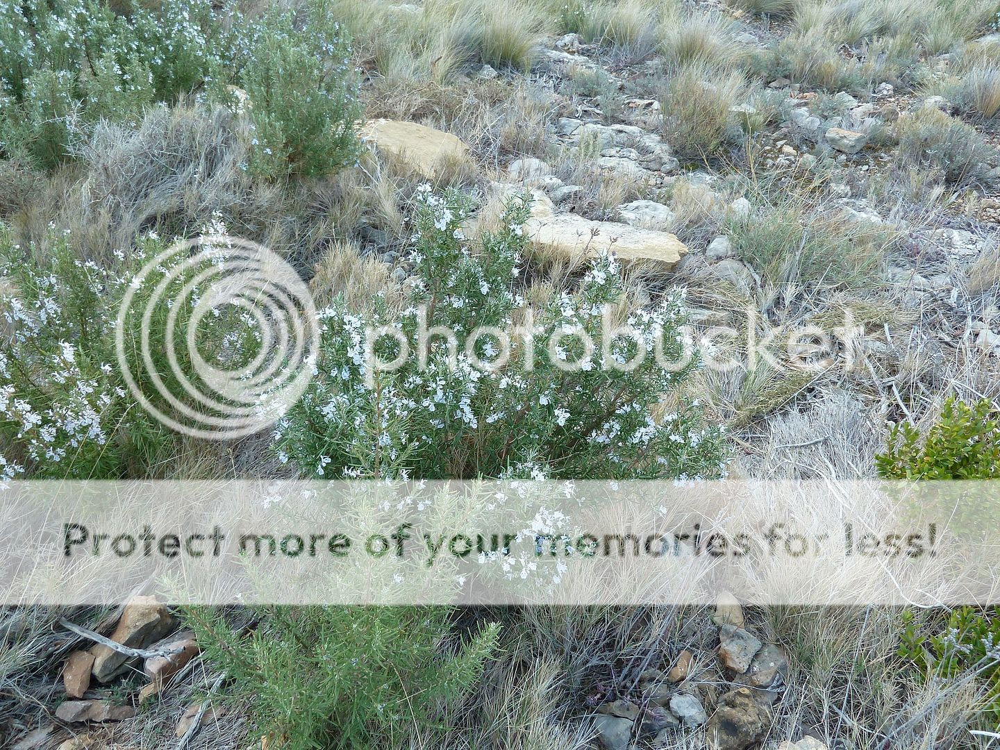 Photo Sharing and Video Hosting at Photobucket