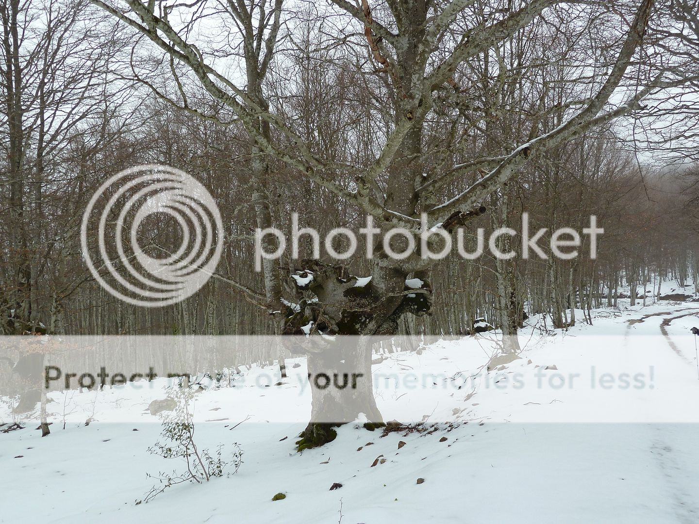Photo Sharing and Video Hosting at Photobucket
