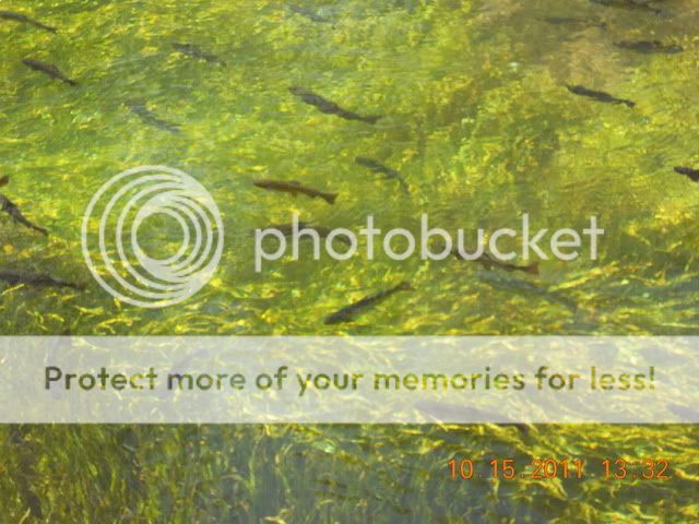 bennetttrout.jpg