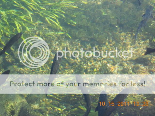 bennetttrout2.jpg