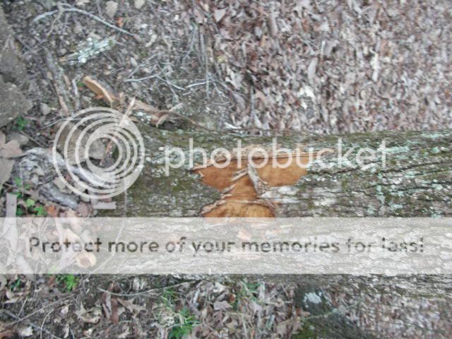 Question: what to use on "skinned" trees? - Homesteading Questions