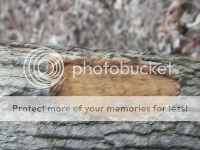 Question: what to use on "skinned" trees? - Homesteading Questions