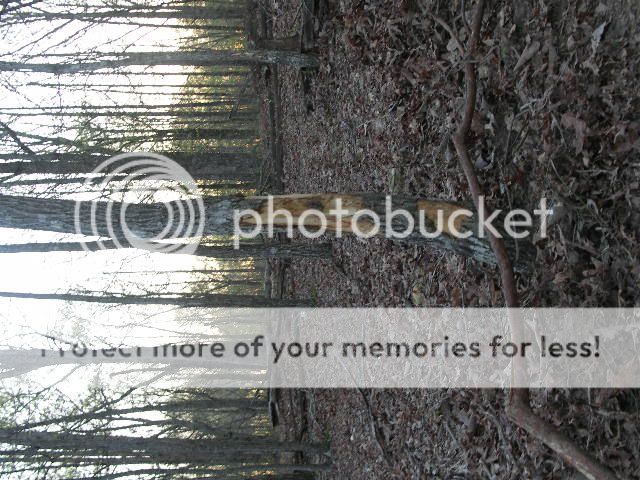 Question: what to use on "skinned" trees? - Homesteading Questions