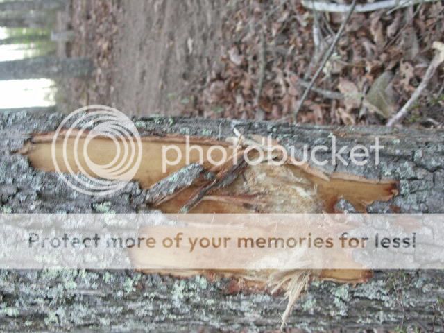 Question: what to use on "skinned" trees? - Homesteading Questions