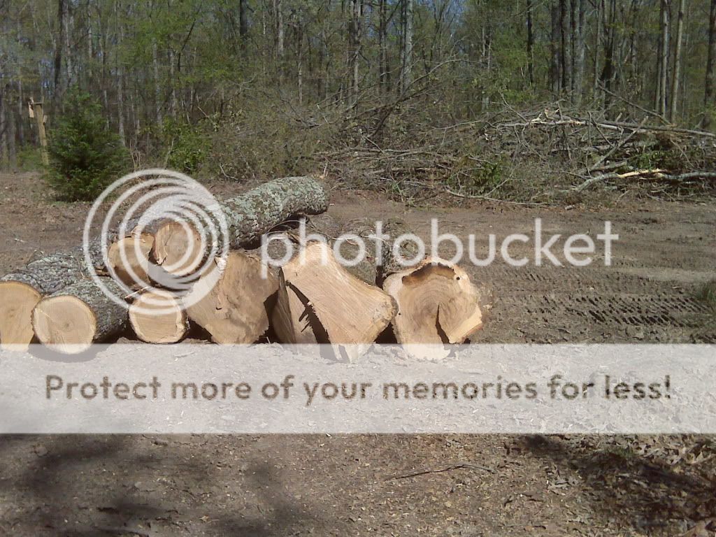 Question: what to use on "skinned" trees? - Homesteading Questions