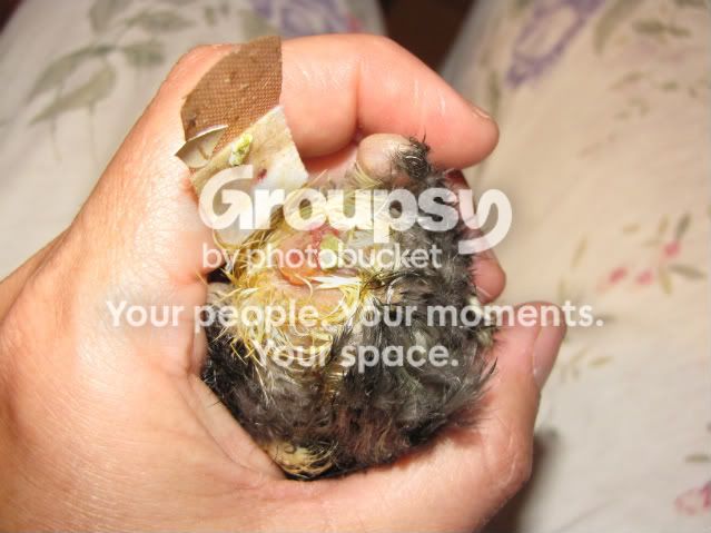 newly hatched chick with prolapse problem | BackYard Chickens - Learn ...