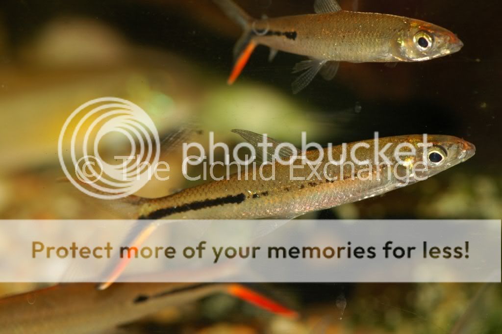 AquaBid.com - Archived Auction # fwcharacins1298840589 - Red Tail